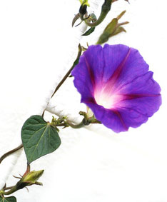 Ackerwinde