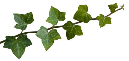Efeu