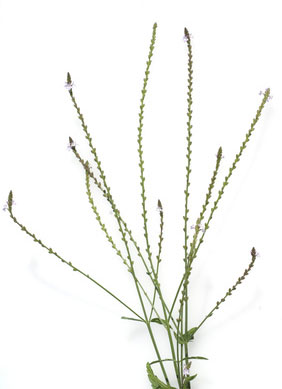 Eisenkraut