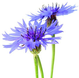Kornblume