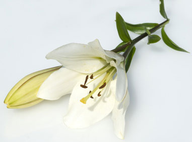 Madonnenlilie