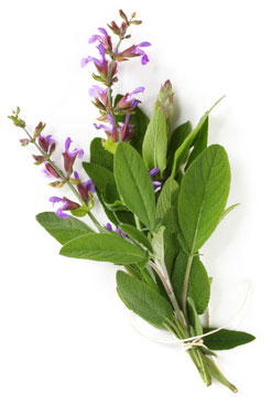 Salbei