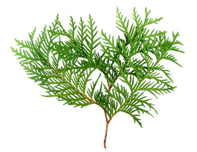 Thuja