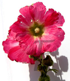 Zistrose