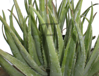 aloe vera barbadensis miller