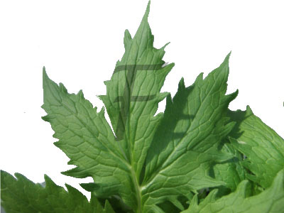 baldrian Valeriana officinalis