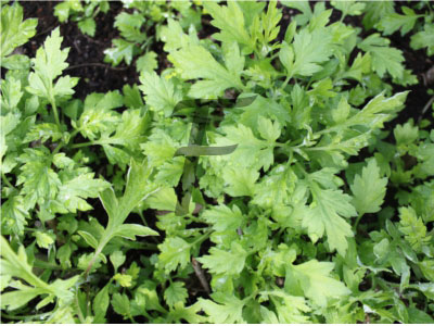 beifuss artemisia vulgaris