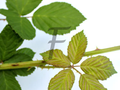 brombeere Rubus sectio Rubus