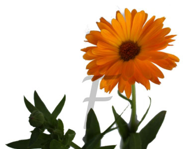 calendula officinalis ringelblume