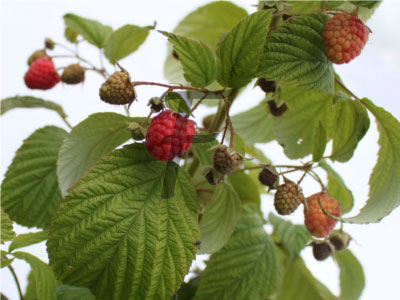 himbeerblaetter Rubus idaeus