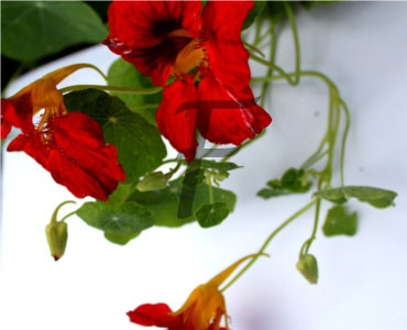 kapuzinerkresse Tropaeolum