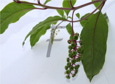 kermesbeere frucht Phytolacca acinosa
