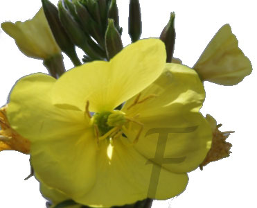 nachtkerze Bluete Oenothera biennis