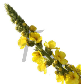 nachtkerze Oenothera biennis