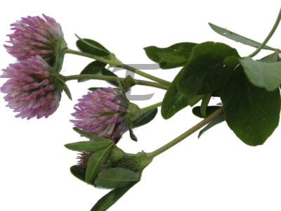 rotklee Trifolium pratense