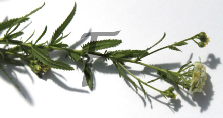 schafgarbe Achillea millefolium