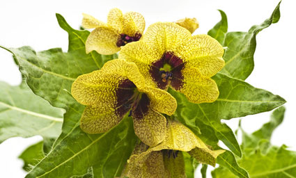 Bilsenkraut Hyoscyamus niger