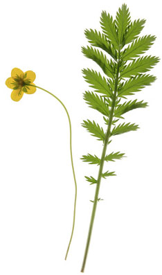 Gänsefingerkraut (Potentilla anserina)