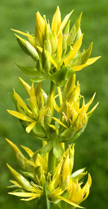 Gelber Enzian (Gentiana lutea)