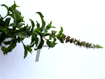 Poleiminze Mentha pulegium