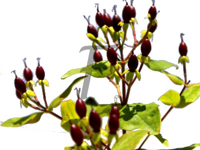 Berberitze Berberis vulgaris