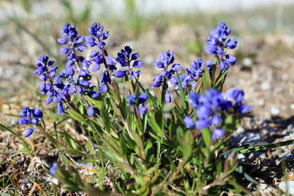Bittere Kreuzblume Polygala amara
