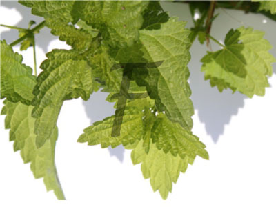 brennnessel Urtica diotica