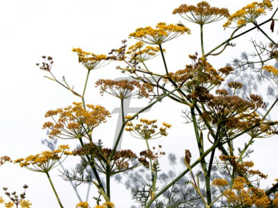 Fenchel Foeniculum vulgare