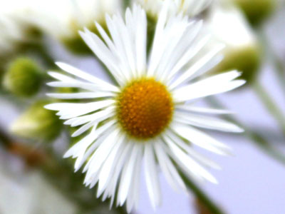 Gänseblümchen (Bellis perennis)
