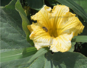 Koloquinte Citrullus colocynthis