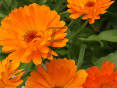 Ringelblume Calendula officinalis
