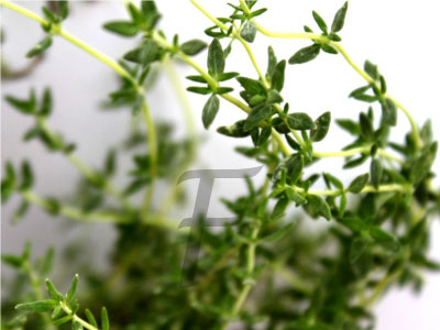 Thymian